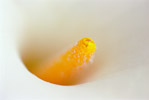Lily Closeup