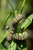Monarch Caterpillars