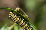 Monarch Caterpillars