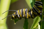 Monarch Caterpillar