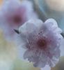 Plum Blossom