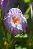 Striped Crocus
