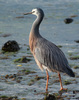 White-Faced Heron