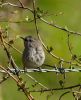 Grey Warbler