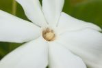 Tahitian Gardenia